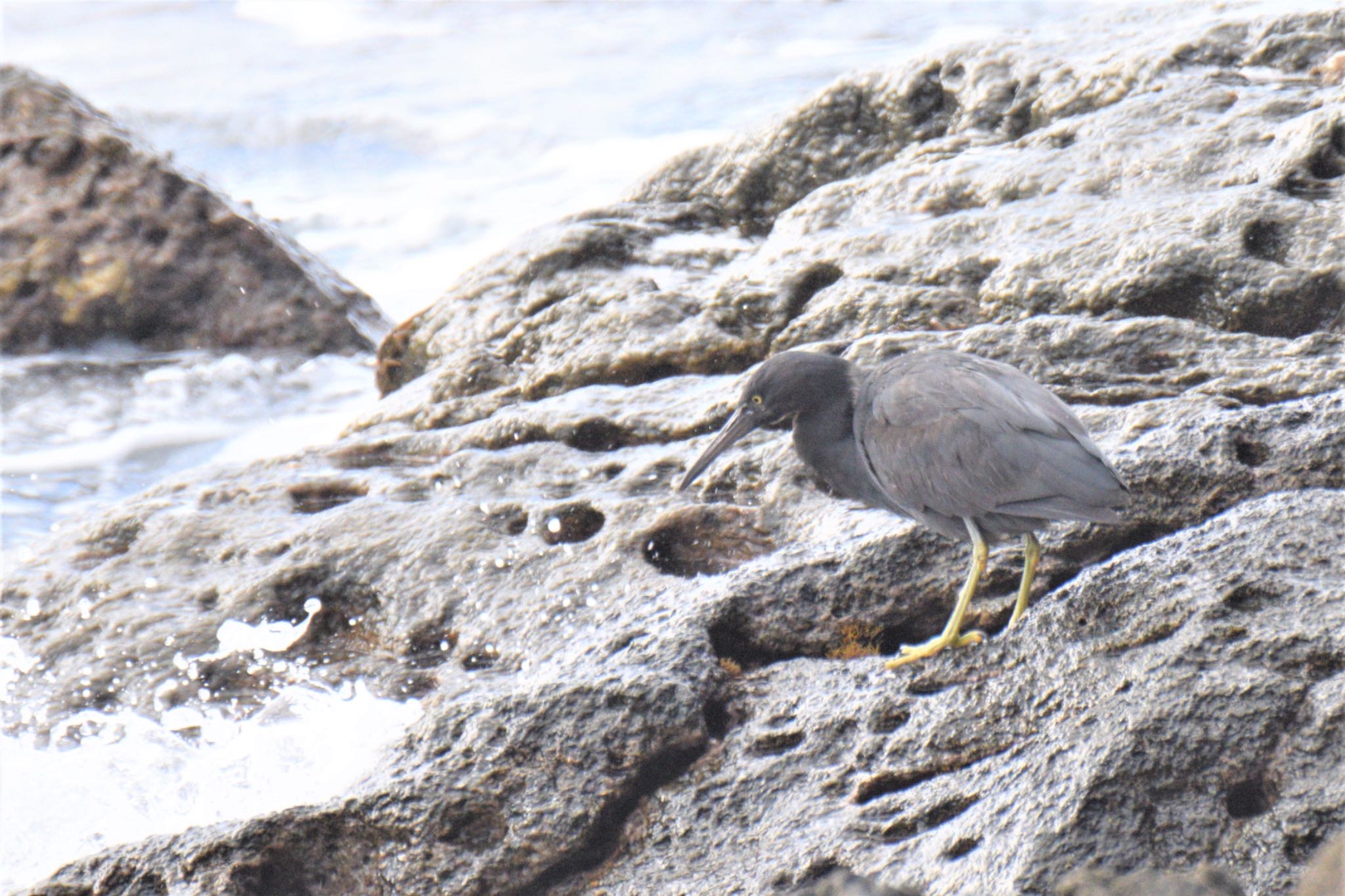 Pacific Reef Heron