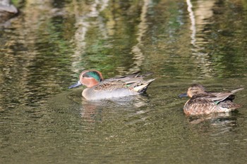 Eurasian Teal 伊豆諸島北部 Tue, 12/22/2020