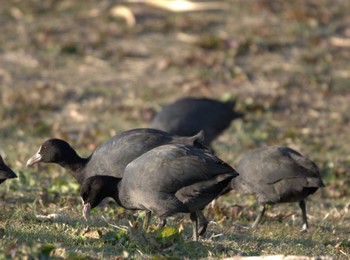 オオバン 葛西臨海公園 2020年12月20日(日)