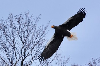 Steller's Sea Eagle 栃木県 Mon, 12/21/2020