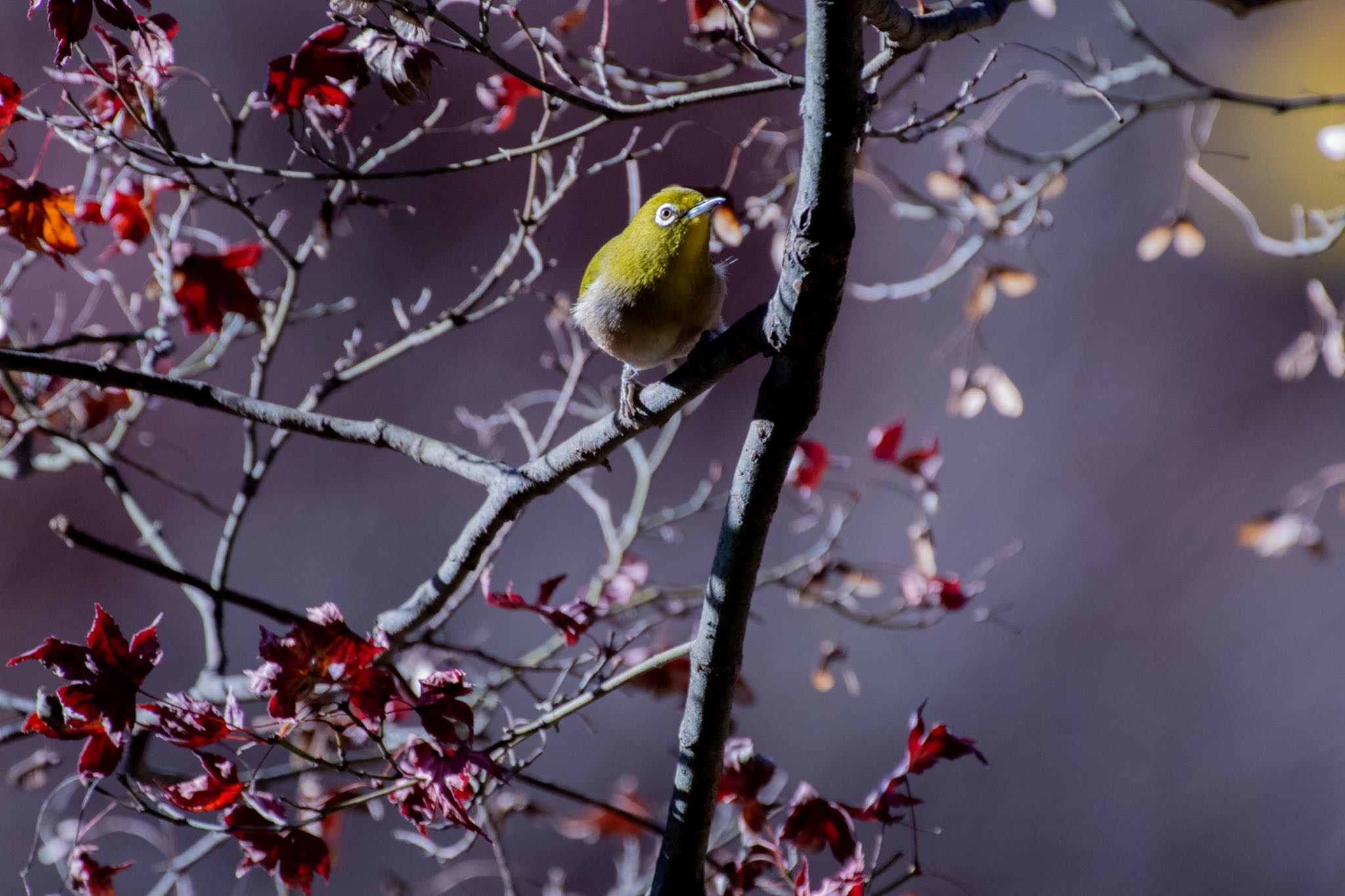 明治神宮 メジロの写真 by Marco Birds