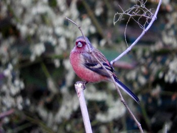 Siberian Long-tailed Rosefinch 愛知県 Sun, 11/13/2016