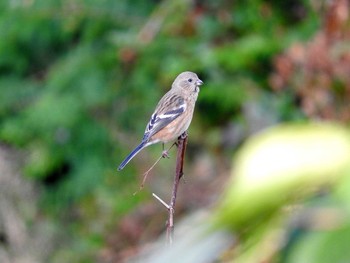 Siberian Long-tailed Rosefinch 愛知県 Sun, 11/13/2016