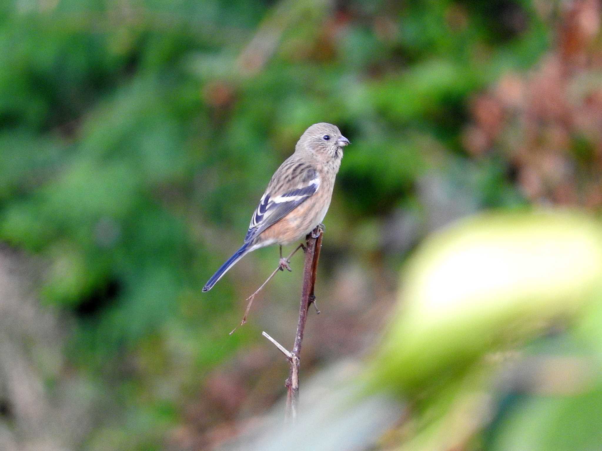 Photo of Siberian Long-tailed Rosefinch at 愛知県 by ももの助