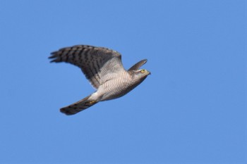 Eurasian Sparrowhawk 伊豆諸島北部 Wed, 12/23/2020