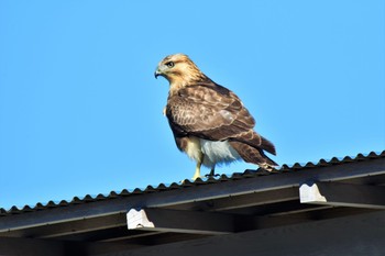 Eastern Buzzard 伊豆諸島北部 Wed, 12/23/2020