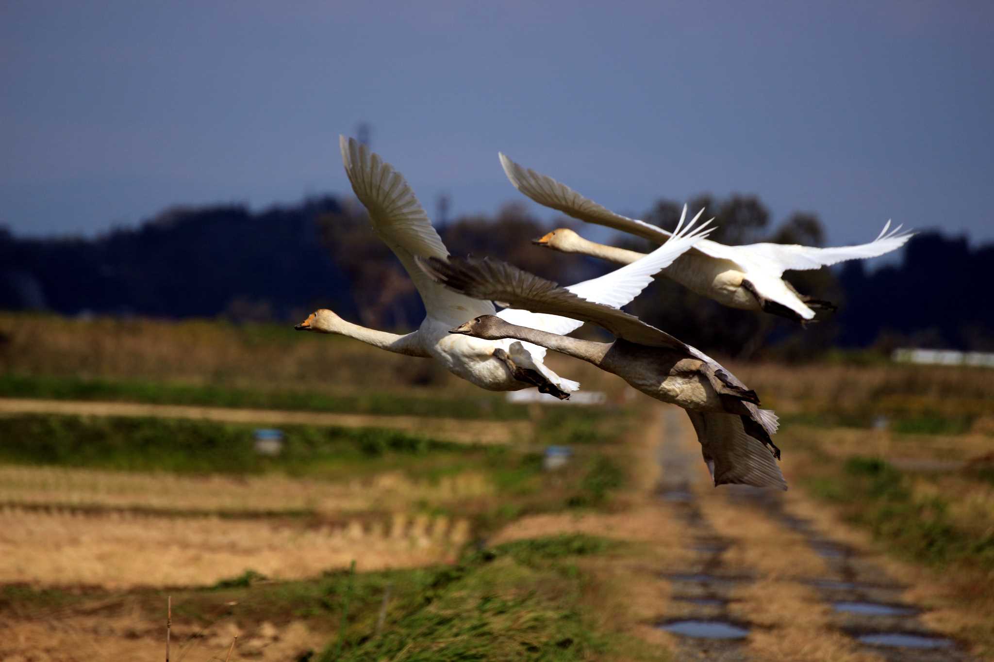 Whooper Swan