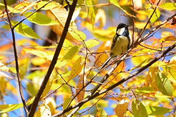 2020年12月7日(月) 神代植物公園の野鳥観察記録