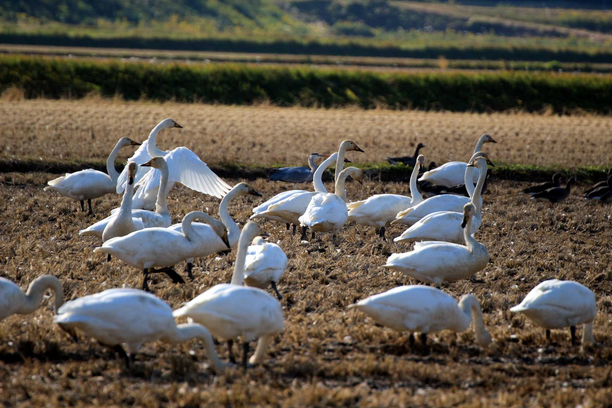 Whooper Swan