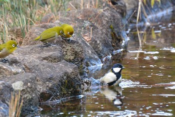 Sun, 12/13/2020 Birding report at 神代植物公園