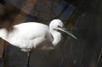 Sun, 12/20/2020 Birding report at 彩湖