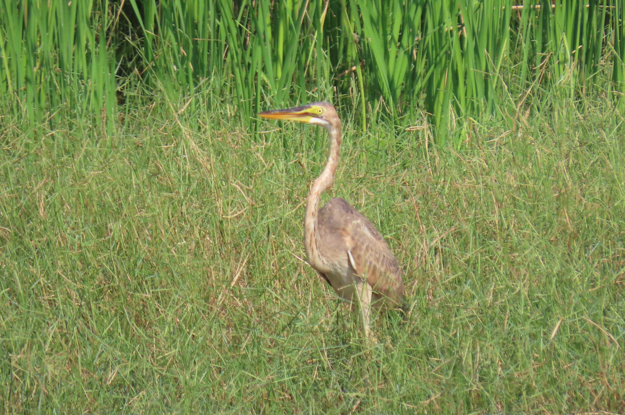 Photo of Purple Heron at Khao Sam Roi Yot National Park by span265