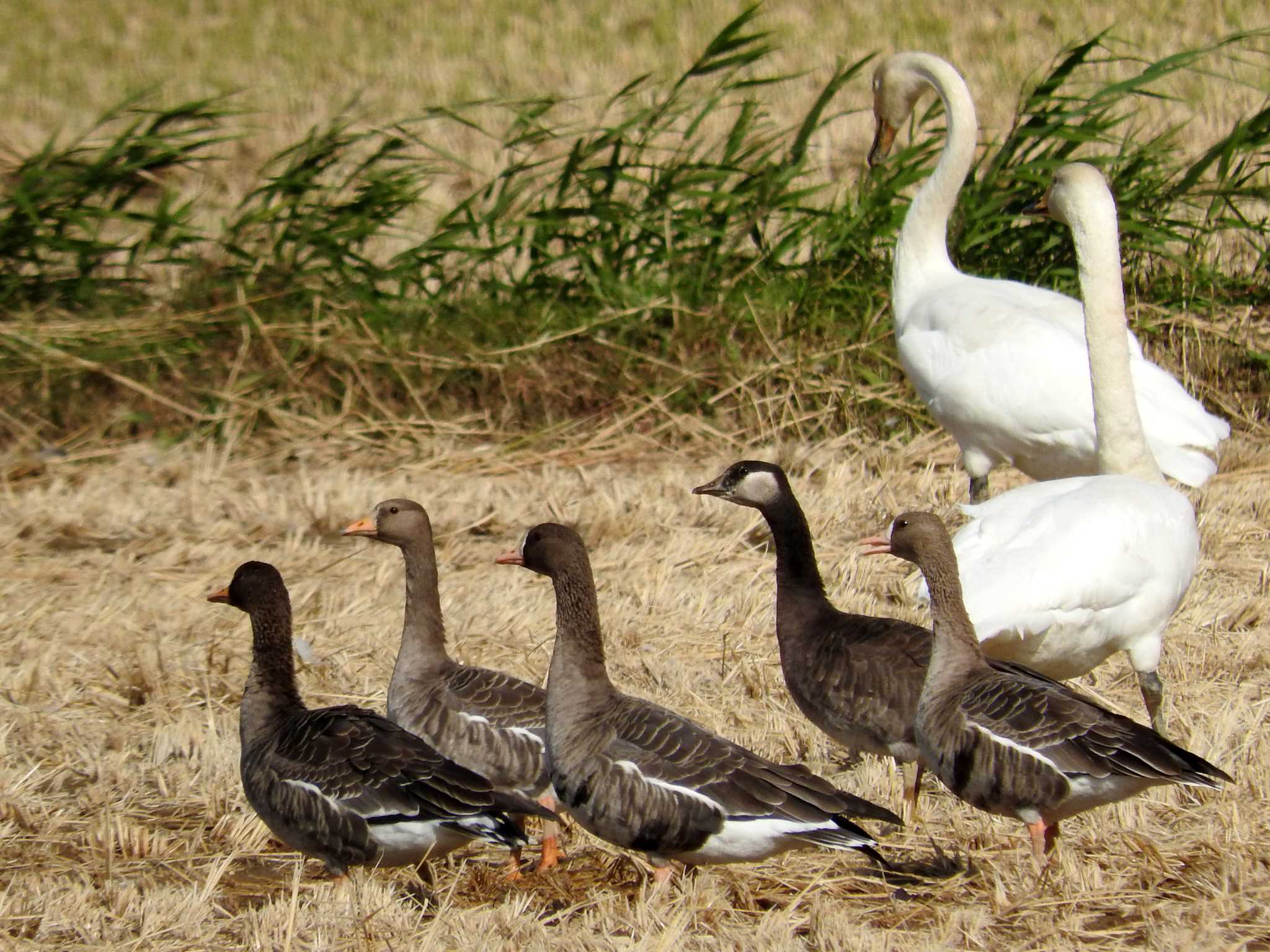 Photo of Cackling Goose at Izunuma by とみやん