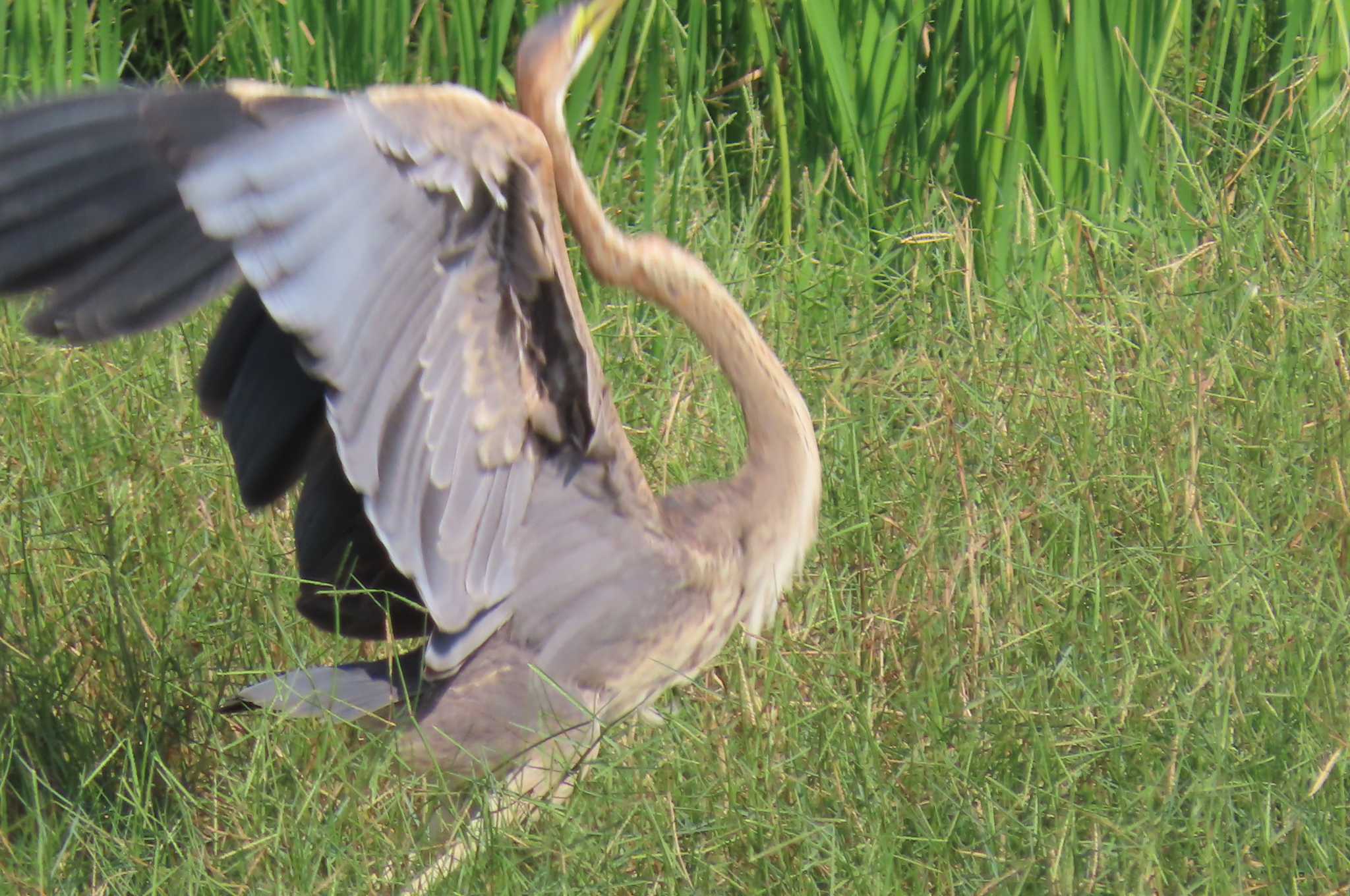 Photo of Purple Heron at Khao Sam Roi Yot National Park by span265