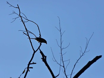 2020年12月20日(日) 東京港野鳥公園の野鳥観察記録