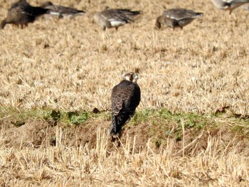 Peregrine Falcon Izunuma Sat, 10/29/2016