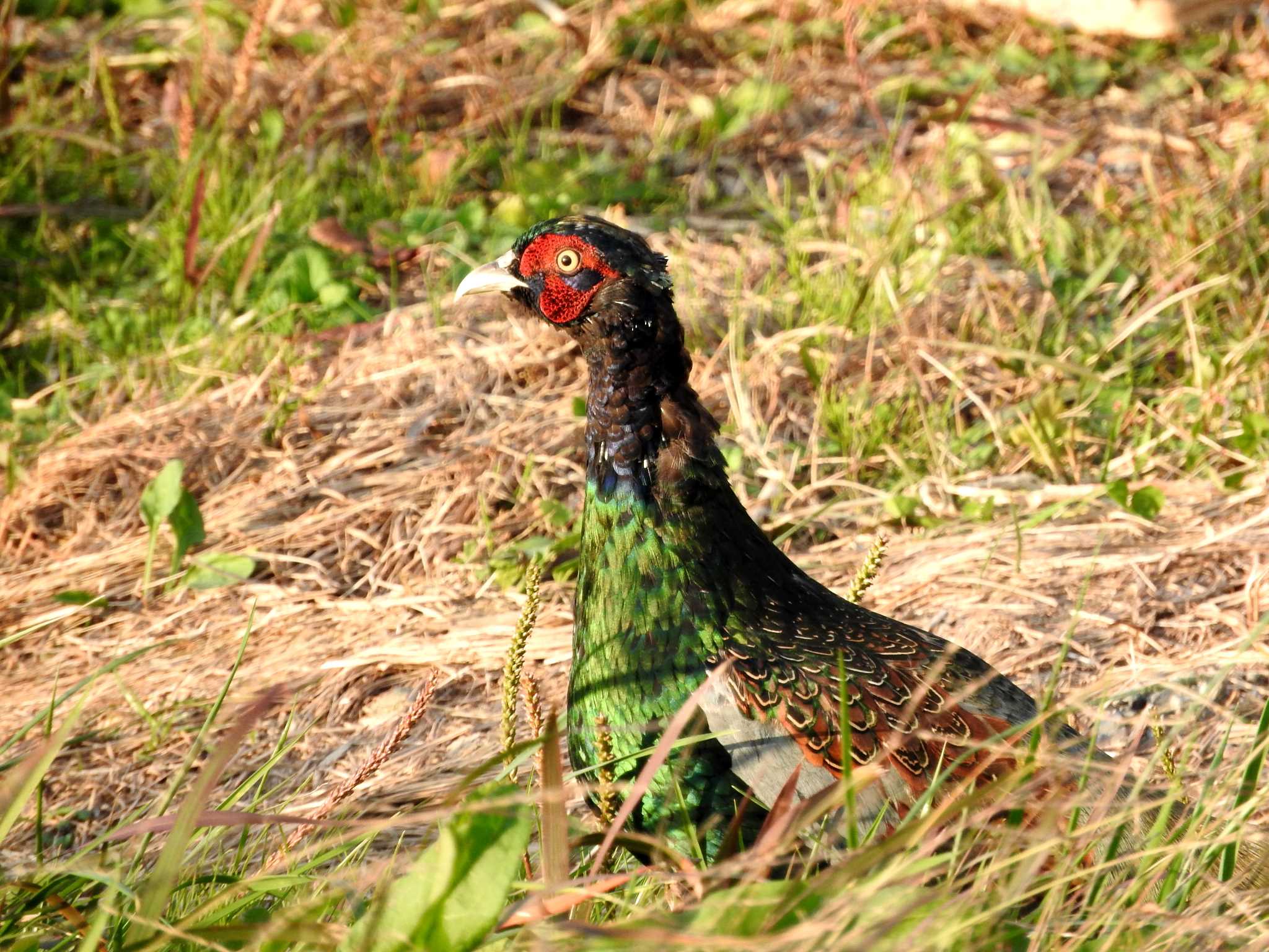 Green Pheasant