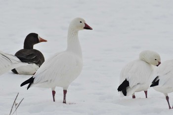 2020年12月22日(火) 伊豆沼の野鳥観察記録