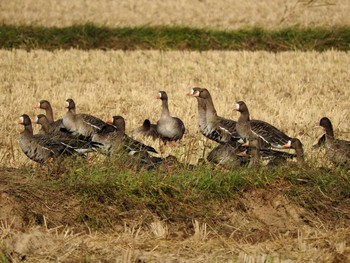 Greater White-fronted Goose Izunuma Sat, 10/29/2016