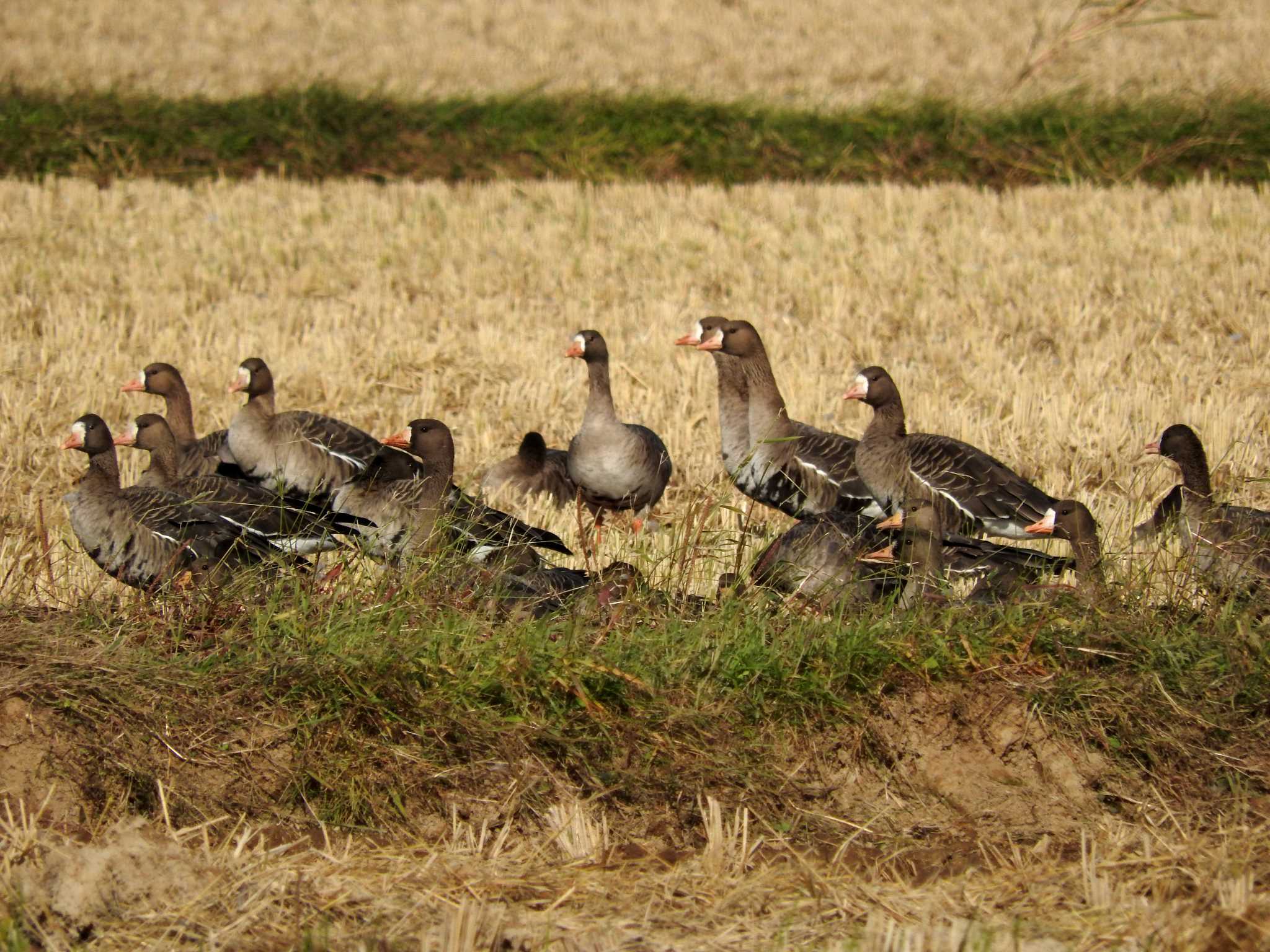 Greater White-fronted Goose