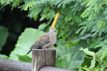 Oriental Turtle Dove Yonaguni Island Fri, 5/3/2019