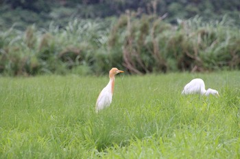 Eastern Cattle Egret Yonaguni Island Fri, 5/3/2019