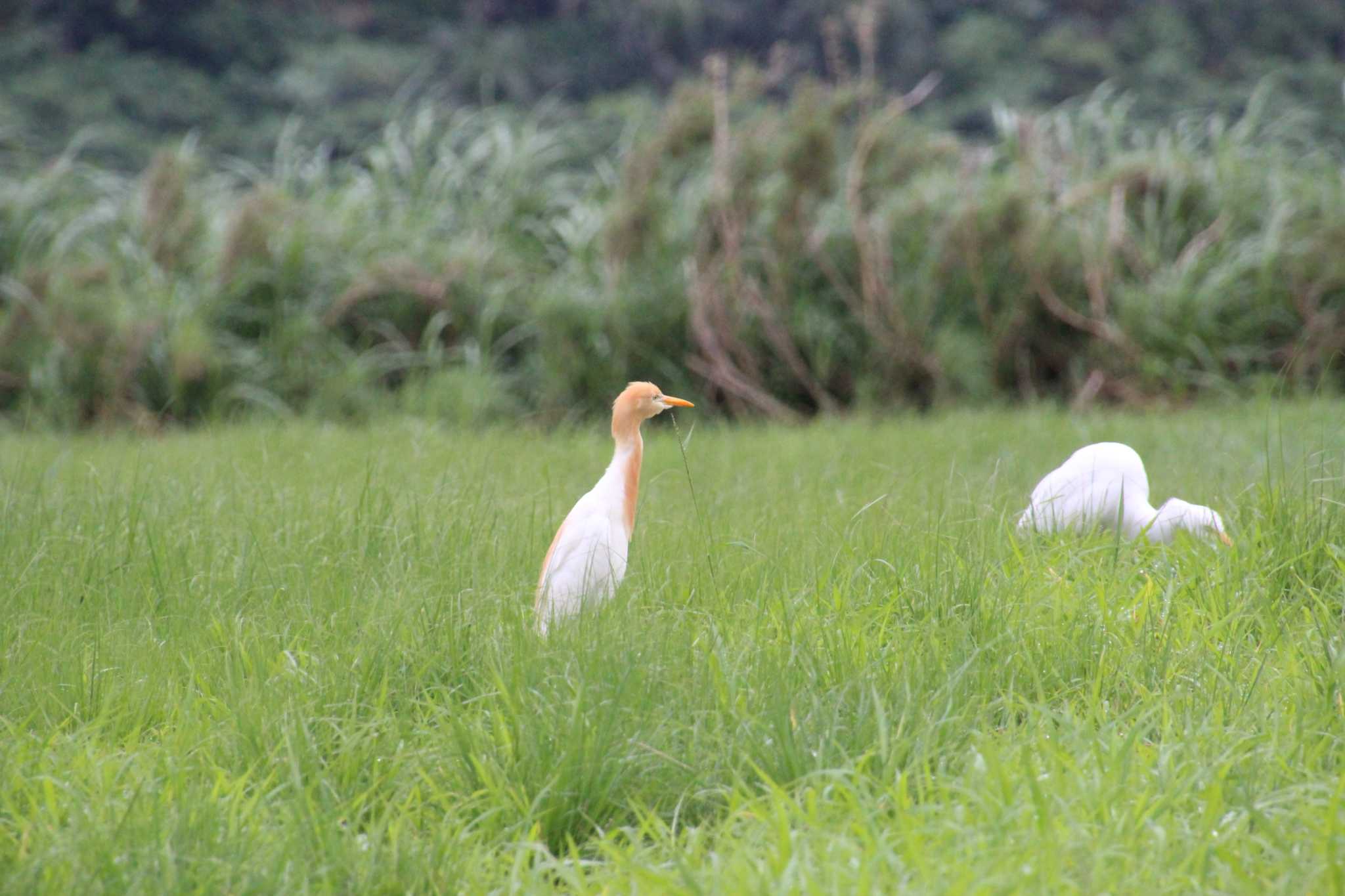 Photo of Eastern Cattle Egret at Yonaguni Island by krkdx