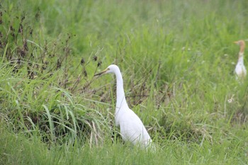 Eastern Cattle Egret Yonaguni Island Fri, 5/3/2019