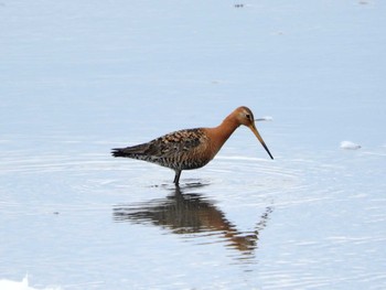 Black-tailed Godwit Kabukuri Pond Sun, 10/30/2016