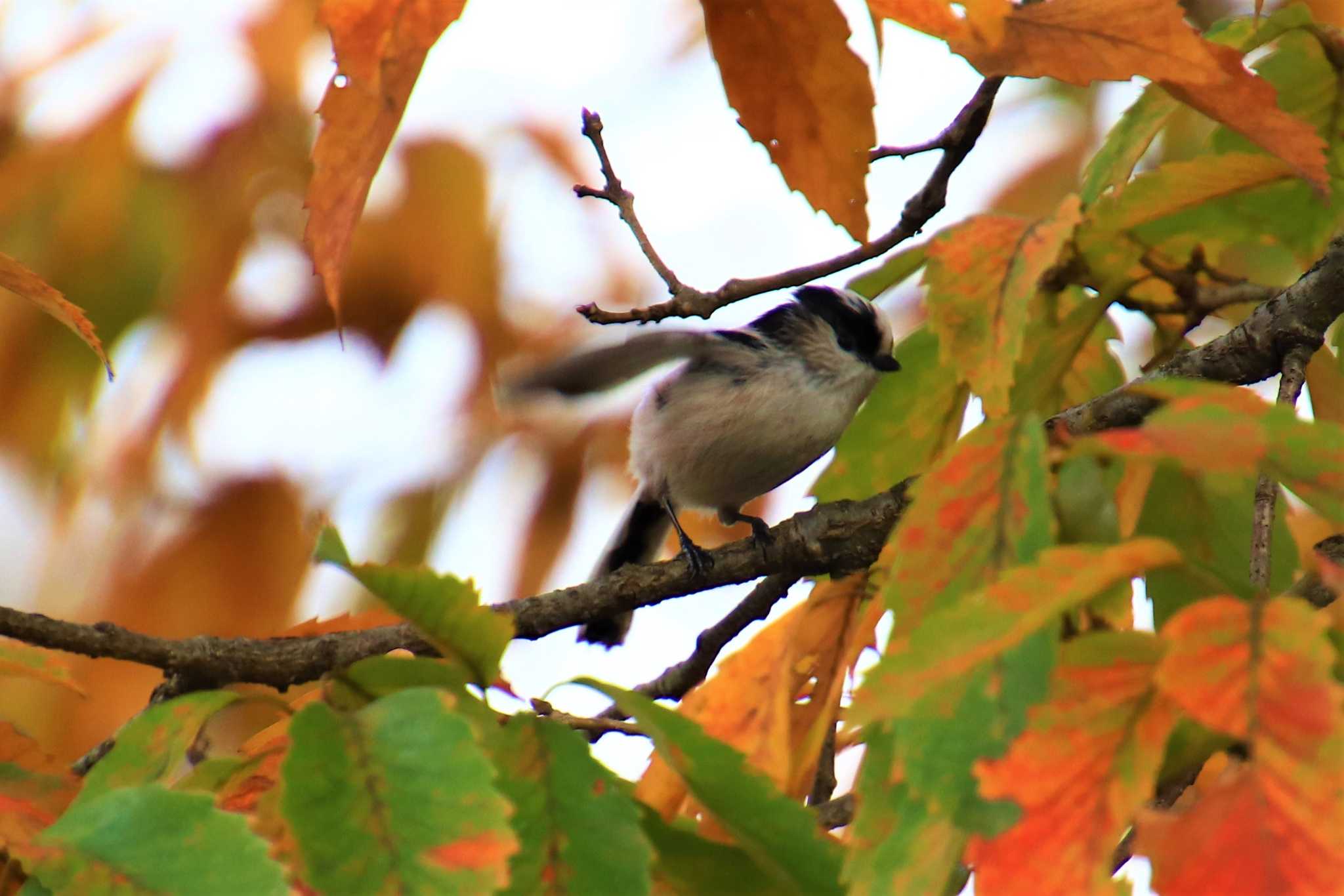 Photo of Long-tailed Tit at 武蔵関公園(練馬区) by krkdx