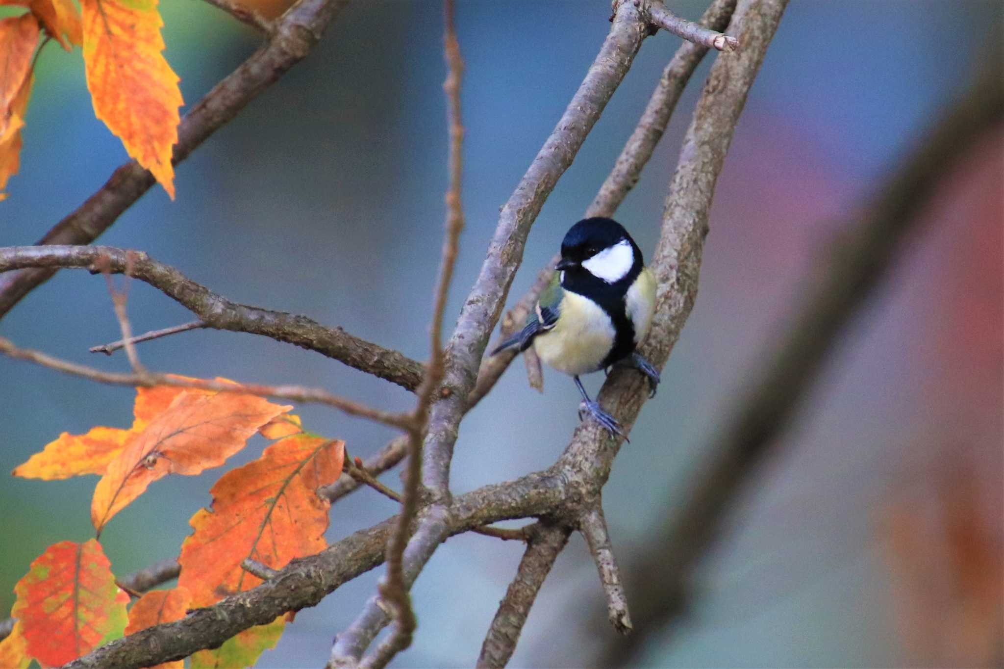 Photo of Japanese Tit at 武蔵関公園(練馬区) by krkdx