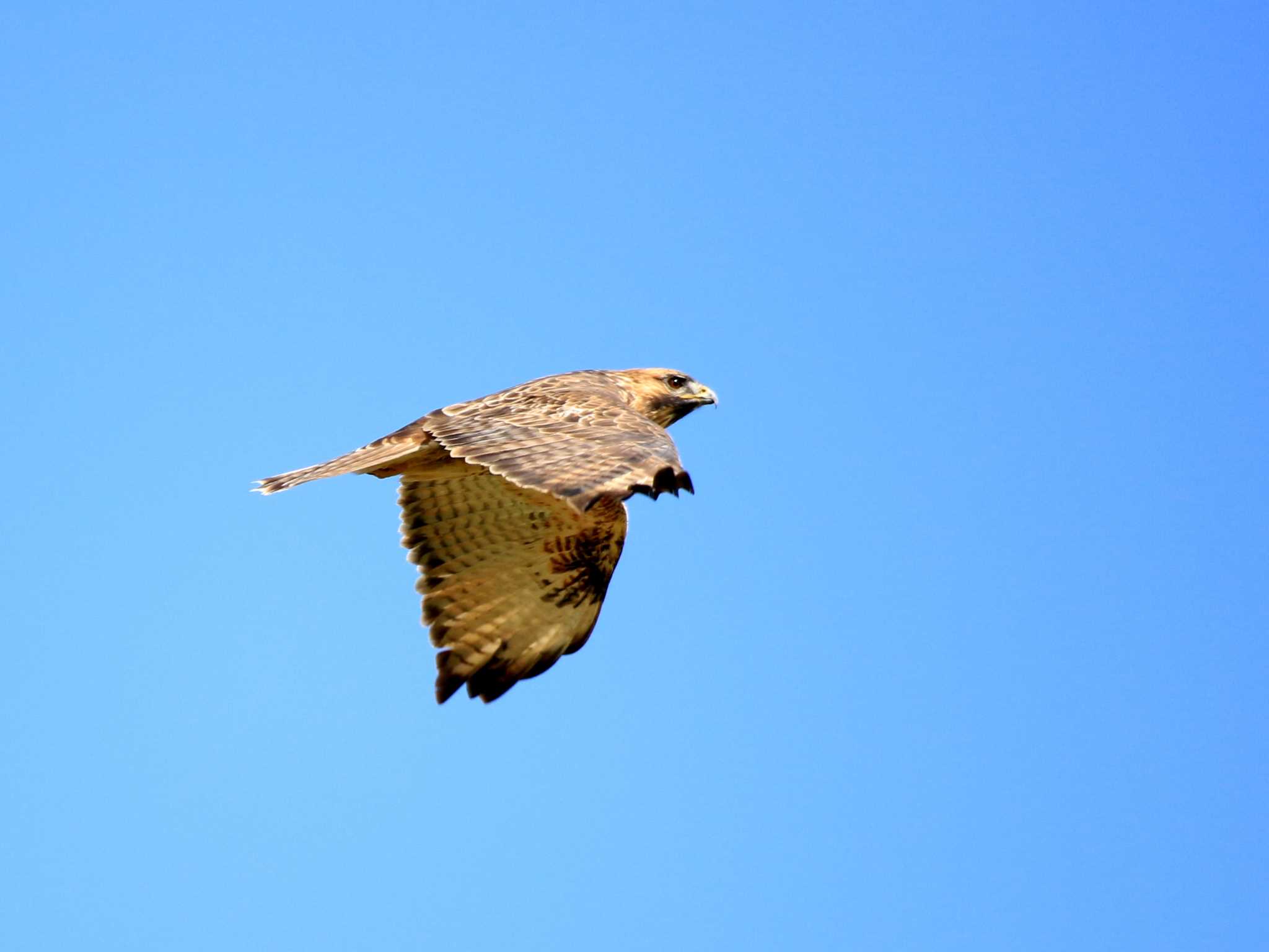 Photo of Eastern Buzzard at Kabukuri Pond by とみやん