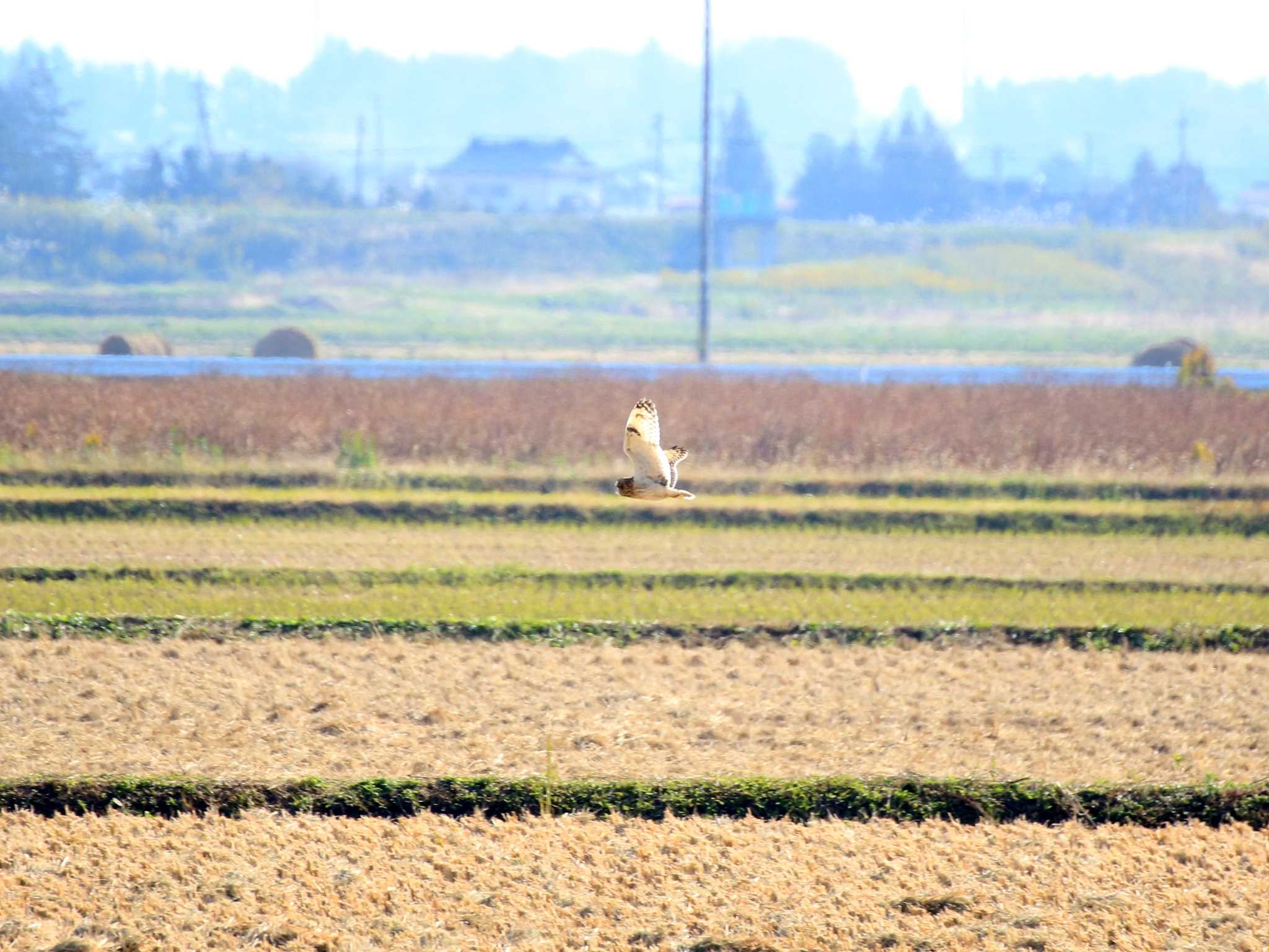 Photo of Short-eared Owl at Kabukuri Pond by とみやん