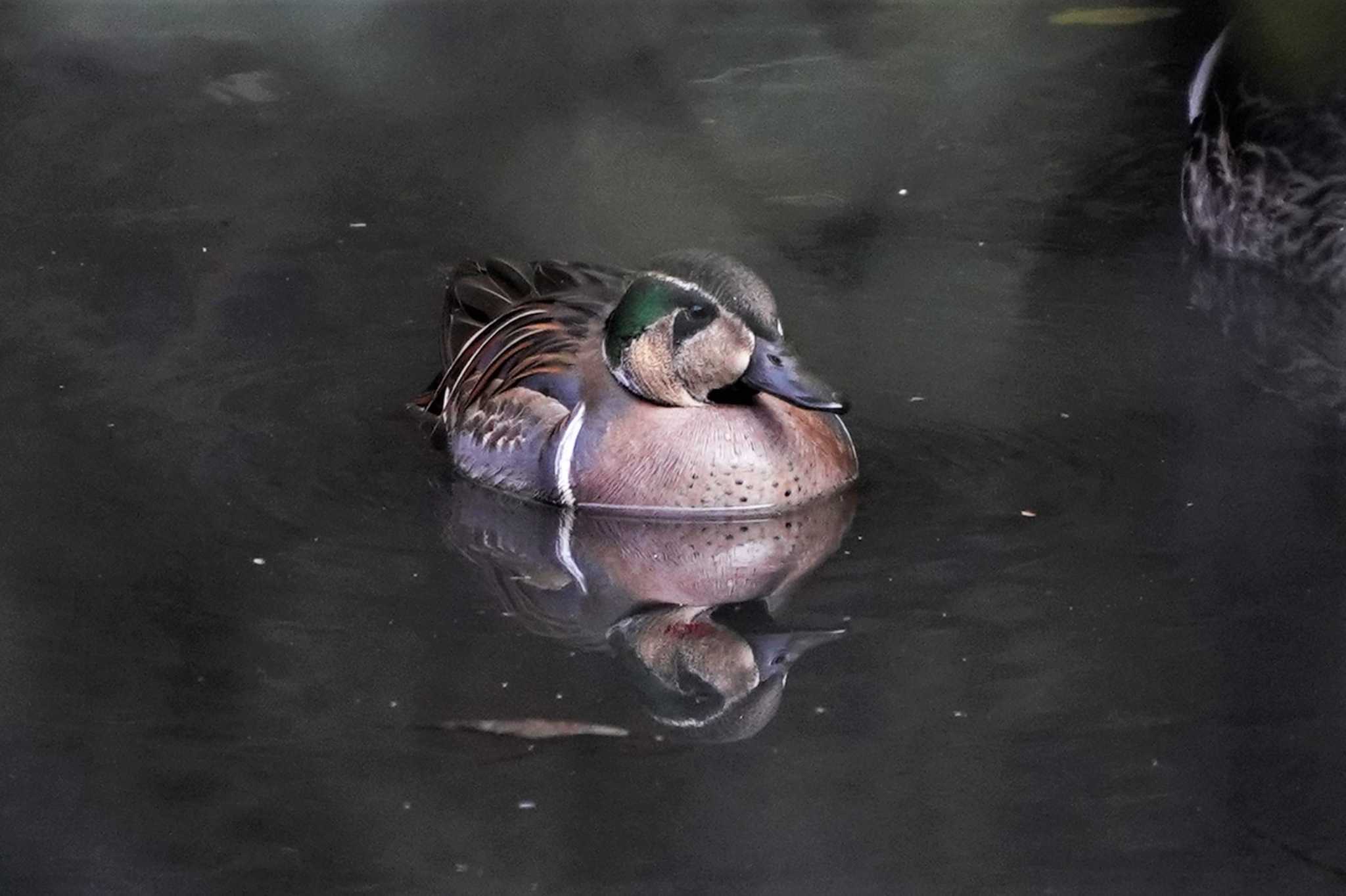 明石公園 トモエガモの写真