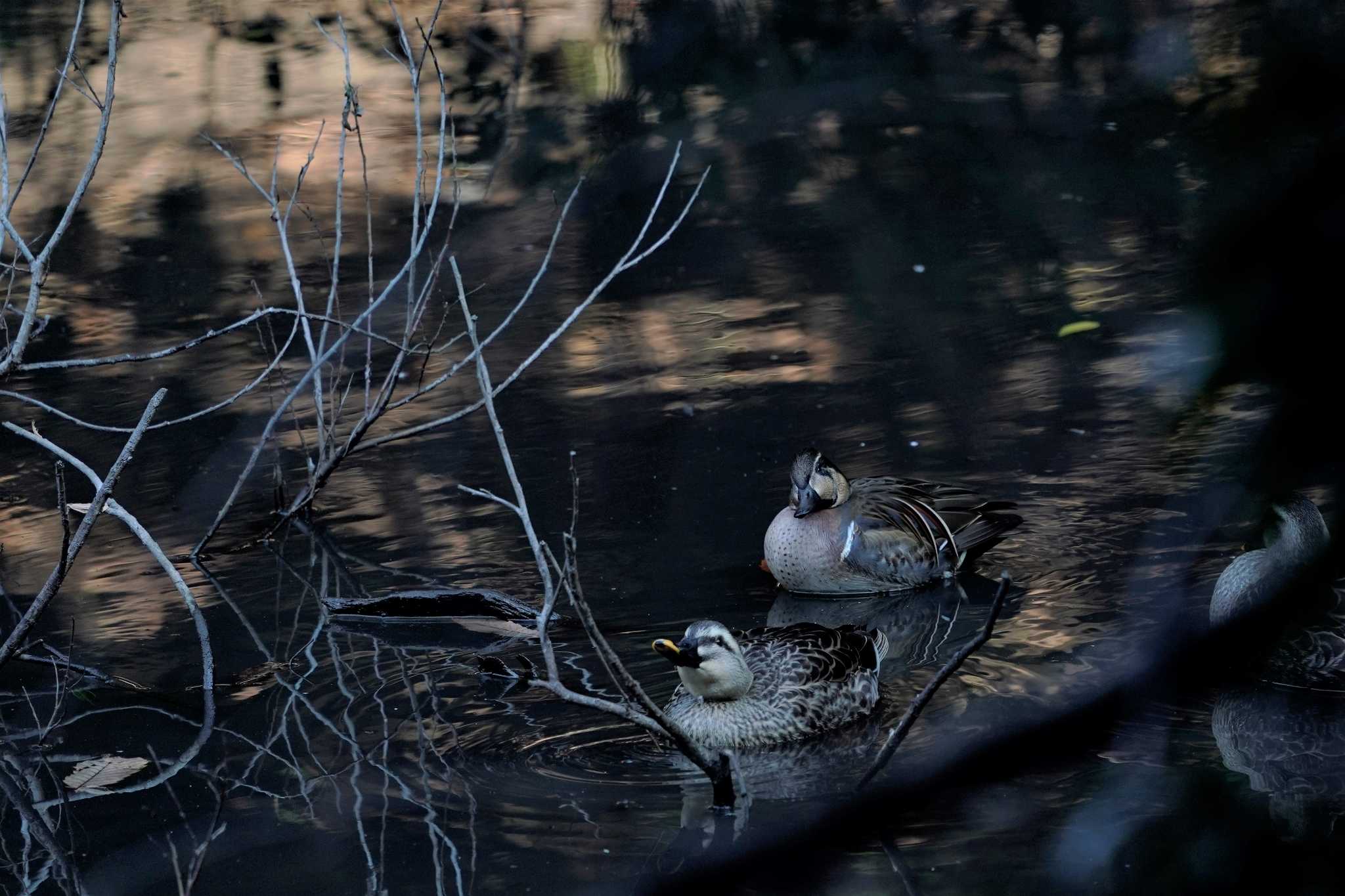 明石公園 トモエガモの写真 by 二人歩記