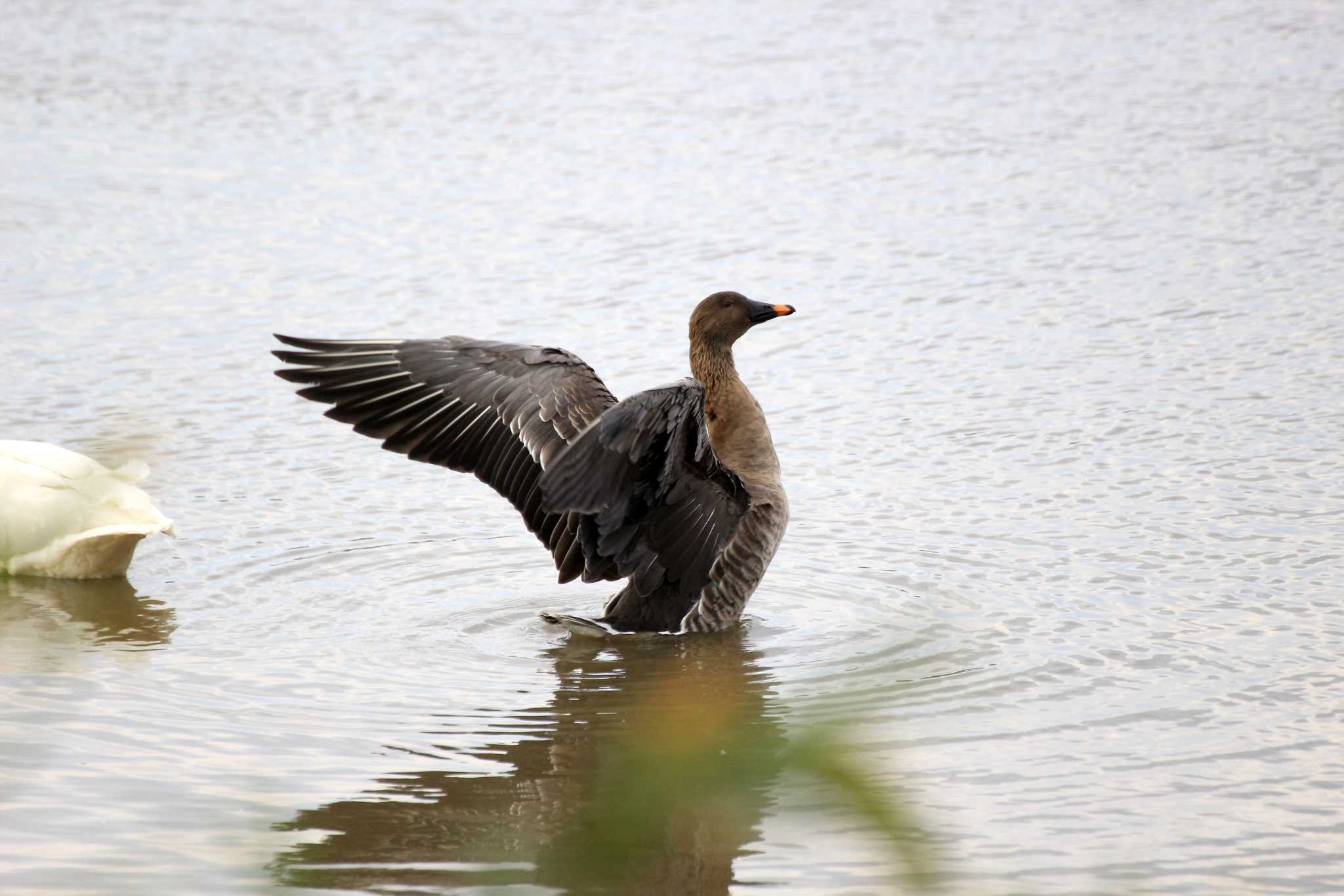 Photo of Taiga Bean Goose at Kabukuri Pond by とみやん