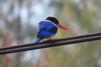 ヤマショウビン Khao Sam Roi Yot National Park 2020年12月22日(火)