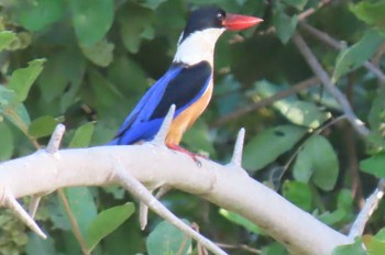 ヤマショウビン Khao Sam Roi Yot National Park 2020年12月19日(土)