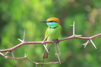 Asian Green Bee-eater Khao Sam Roi Yot National Park Mon, 12/21/2020