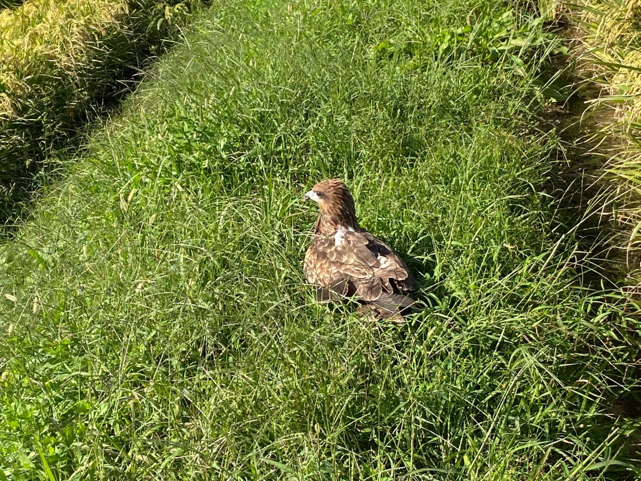 この野鳥の種類を教えてください！