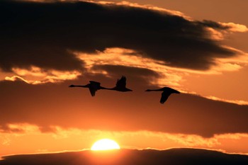 Whooper Swan Izunuma Sun, 10/30/2016