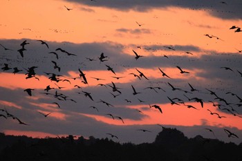 Greater White-fronted Goose Izunuma Sun, 10/30/2016