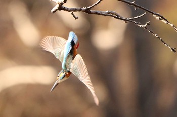 2020年12月23日(水) 三ツ池公園(横浜市鶴見区)の野鳥観察記録