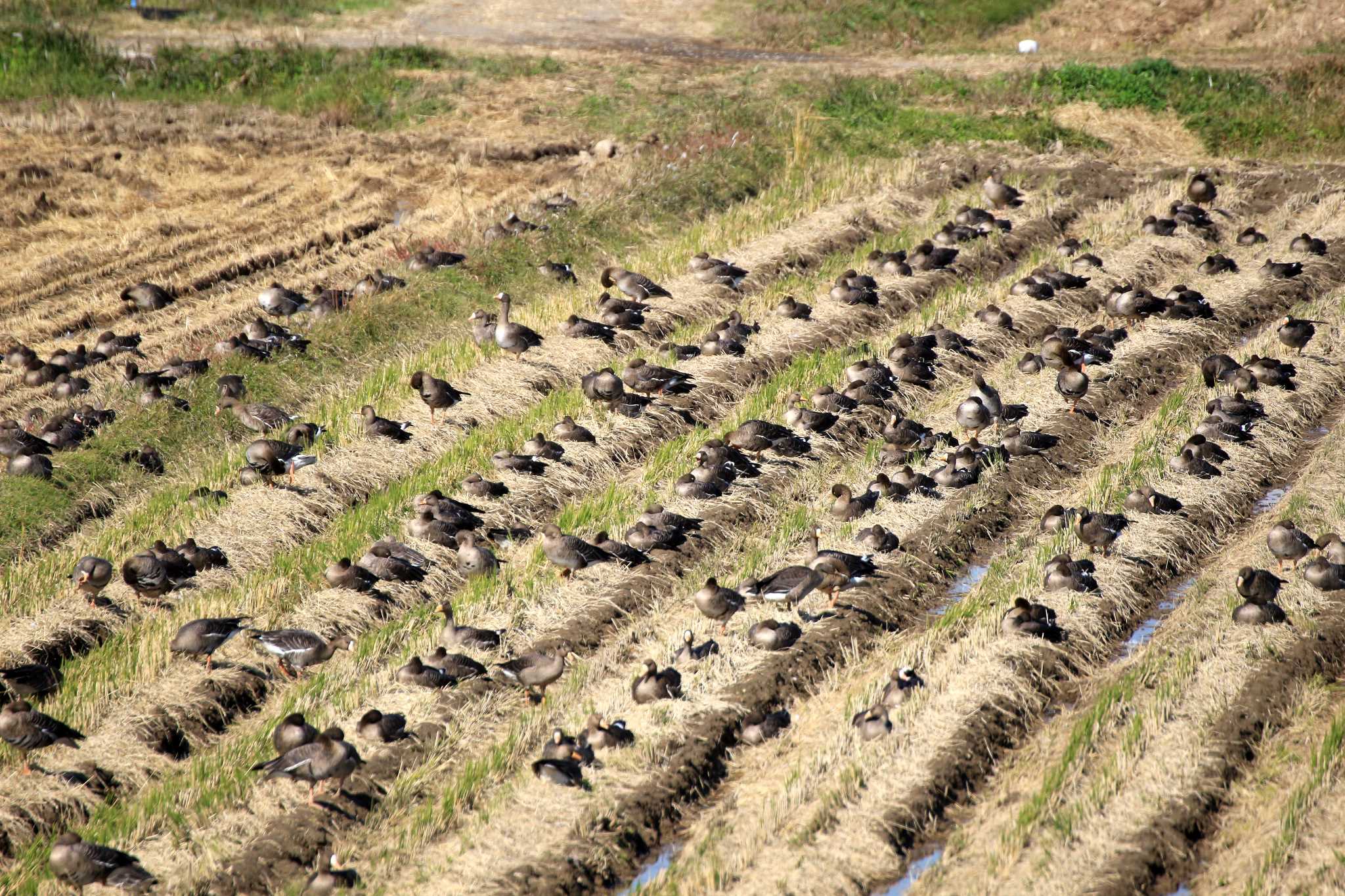 Photo of Greater White-fronted Goose at Kabukuri Pond by とみやん