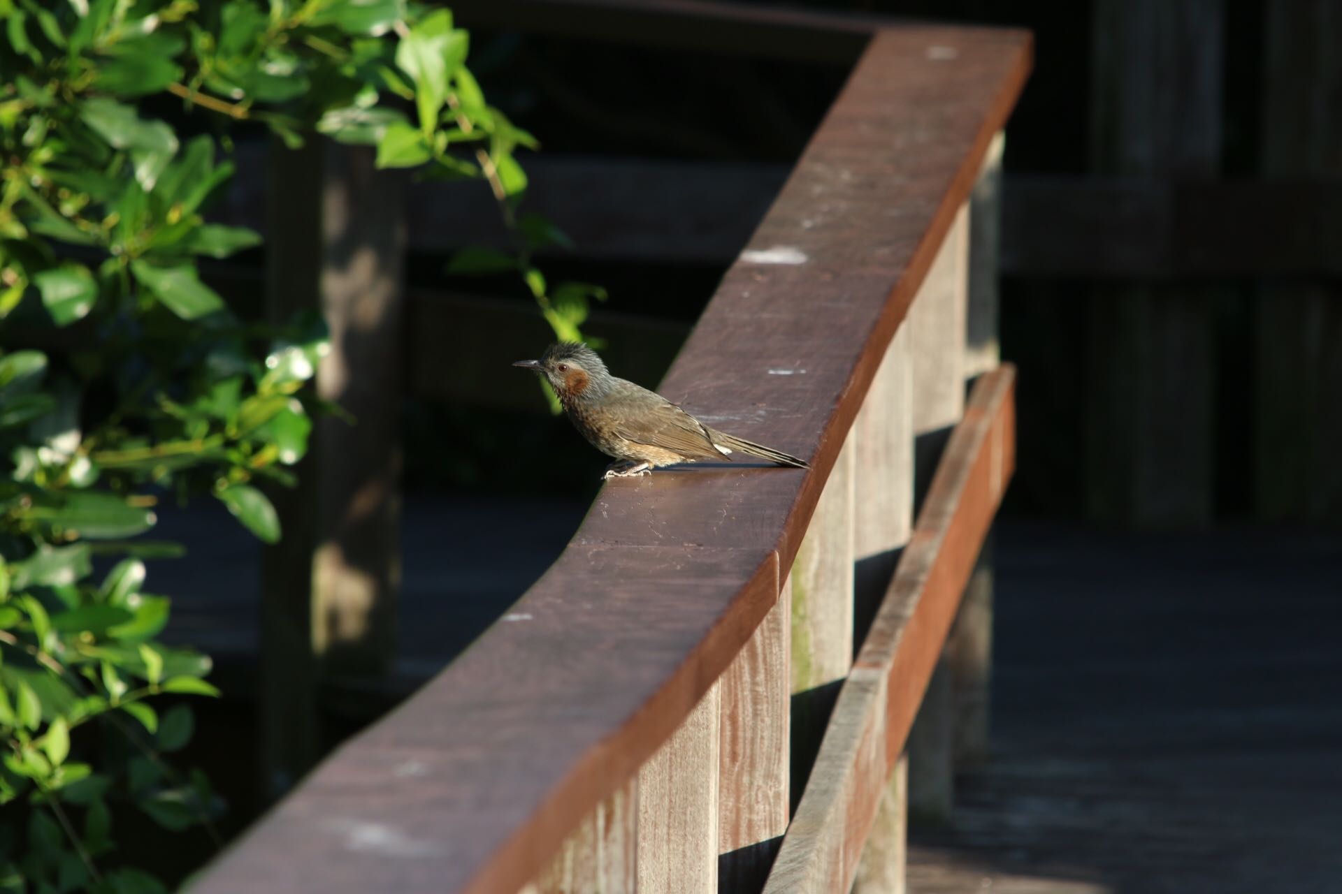 漫湖水鳥・湿地センター リュウキュウヒヨドリの写真 by ゴロー