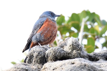 Blue Rock Thrush 伊豆諸島北部 Thu, 12/24/2020