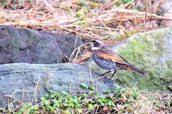 2020年12月24日(木) 伊豆諸島北部の野鳥観察記録