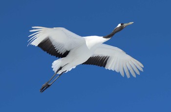 Red-crowned Crane Tsurumidai Sun, 2/10/2019