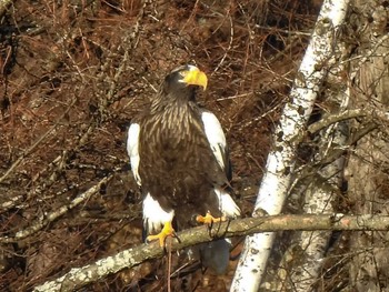 Mon, 12/21/2020 Birding report at 十勝川千代田堰堤