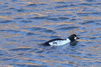 Common Goldeneye 十勝川千代田堰堤 Mon, 12/21/2020